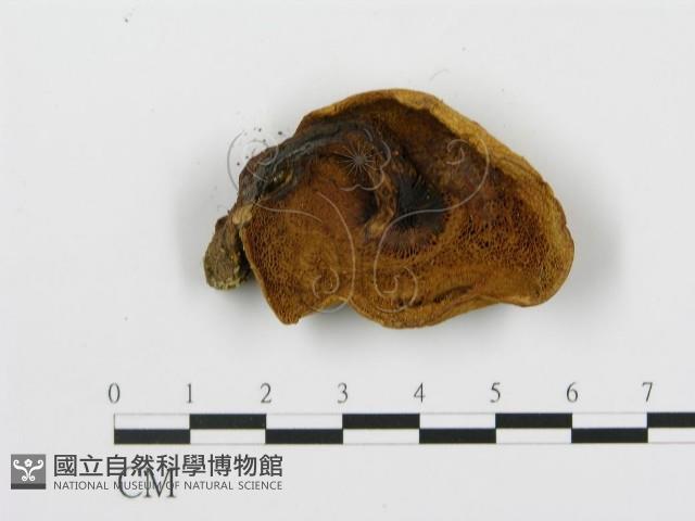 登錄號:F0009668藏品圖，第4張