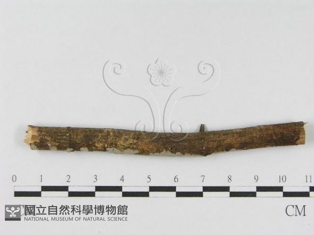 登錄號:F0010468藏品圖，第4張