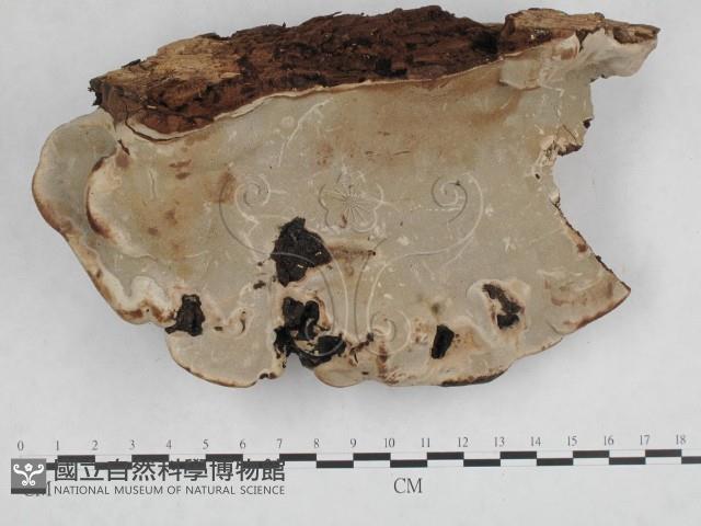登錄號:F0014768藏品圖，第4張