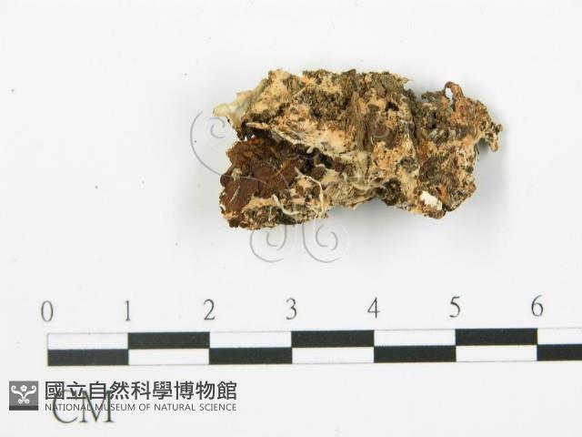 登錄號:F0019768藏品圖，第4張