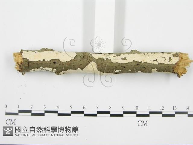 登錄號:F0001568藏品圖，第4張