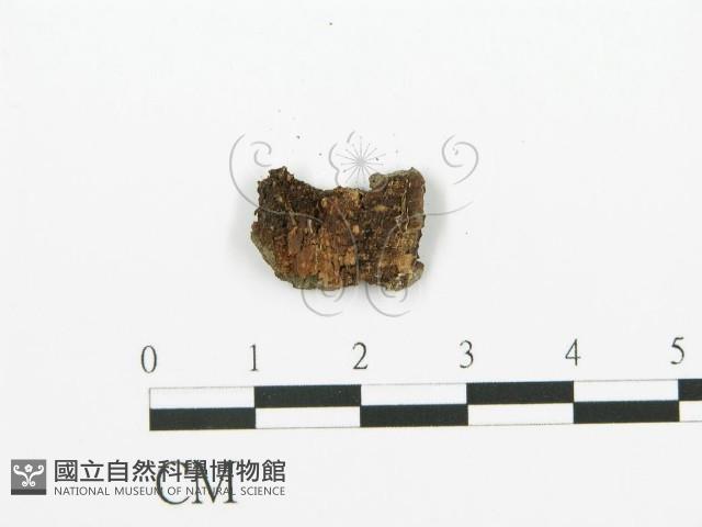 登錄號:F0011568藏品圖，第4張