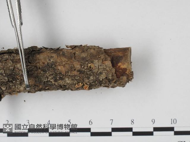 登錄號:F0004568藏品圖，第4張