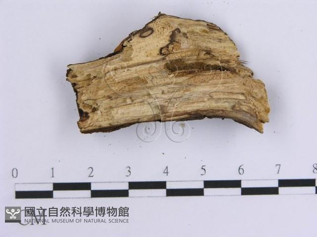 韌革菌屬藏品圖，第4張