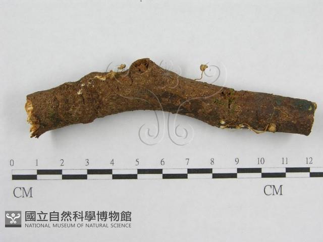 登錄號:F0007568藏品圖，第4張