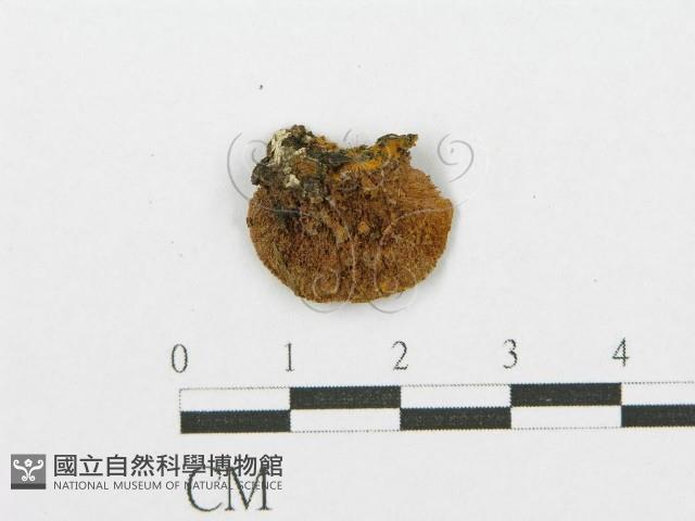 登錄號:F0017568藏品圖，第4張