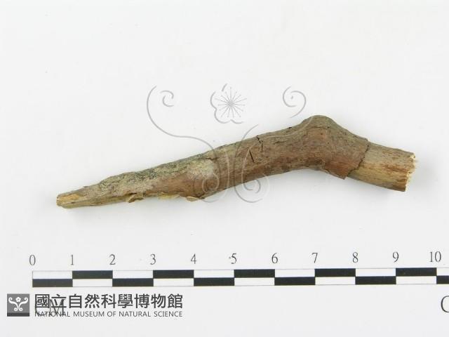 登錄號:F0020068藏品圖，第4張