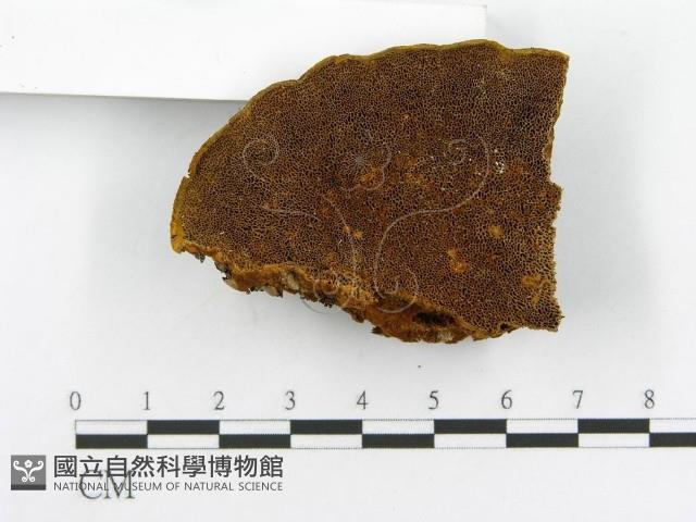 登錄號:F0014068藏品圖，第4張