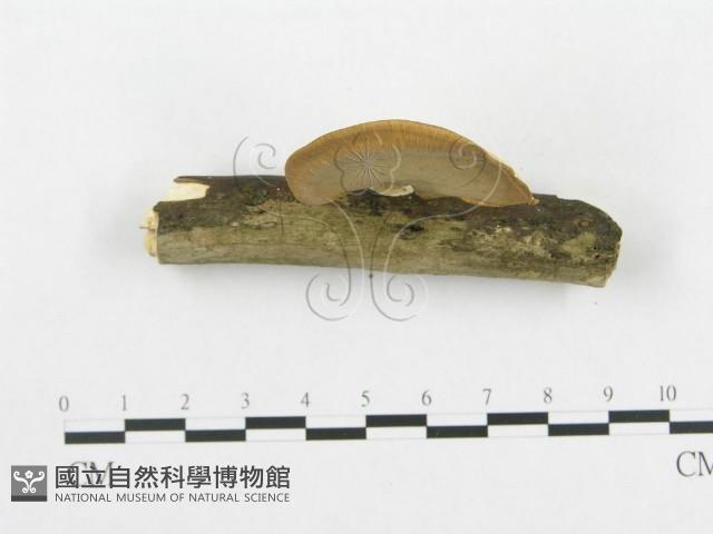 登錄號:F0015068藏品圖，第4張
