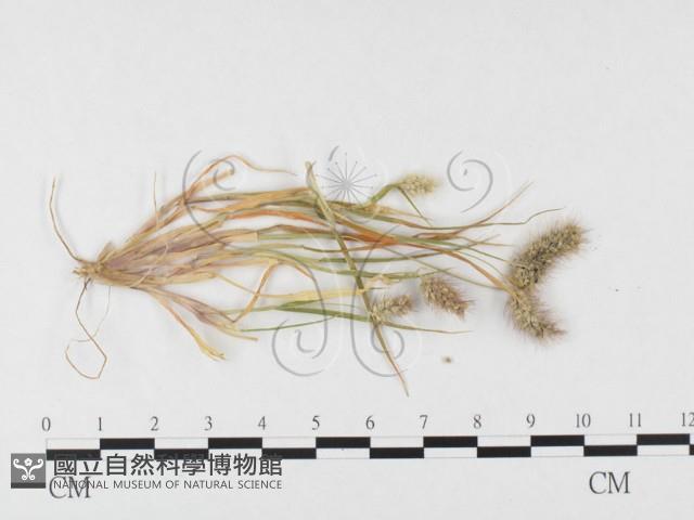 登錄號:F0026368藏品圖，第4張