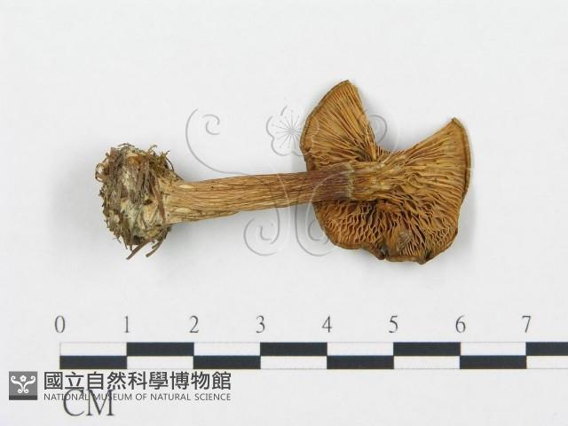 登錄號:F0020228藏品圖，第4張
