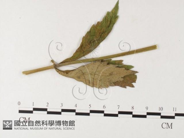 登錄號:F0026228藏品圖，第4張