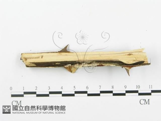 登錄號:F0004228藏品圖，第4張