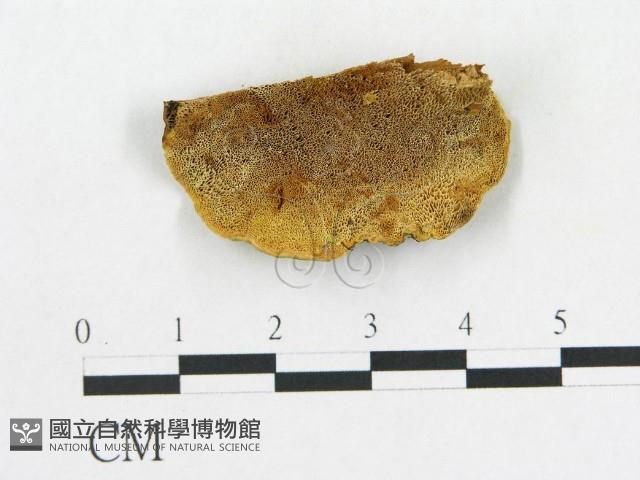 登錄號:F0017228藏品圖，第4張