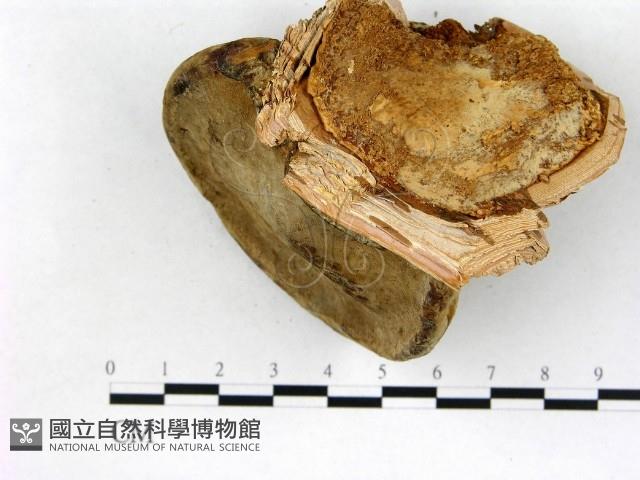 登錄號:F0018828藏品圖，第4張