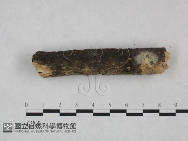 剛毛絲皮菌藏品圖，第4張