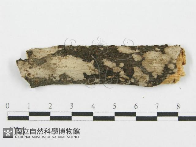 筍殼菌屬藏品圖，第4張