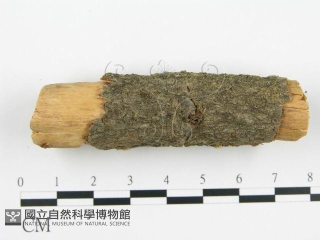 登錄號:F0000928藏品圖，第4張