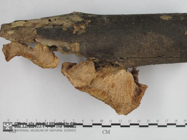 優雅波邊革菌藏品圖，第4張