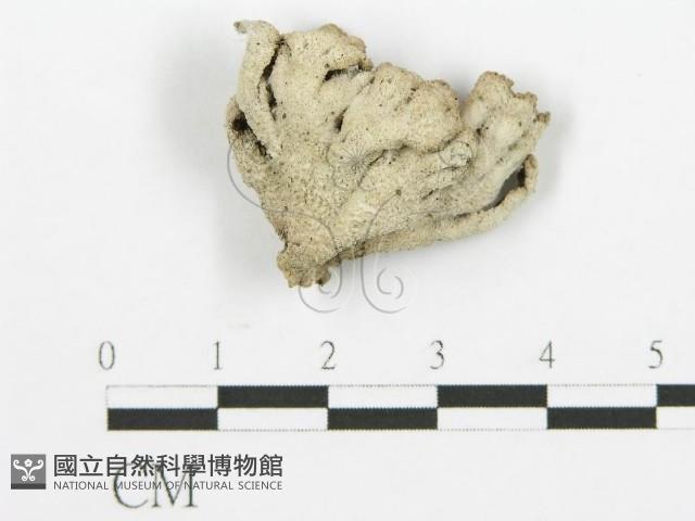 裂褶菌藏品圖，第4張