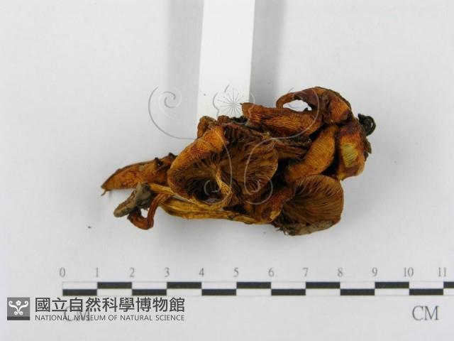 登錄號:F0010628藏品圖，第4張