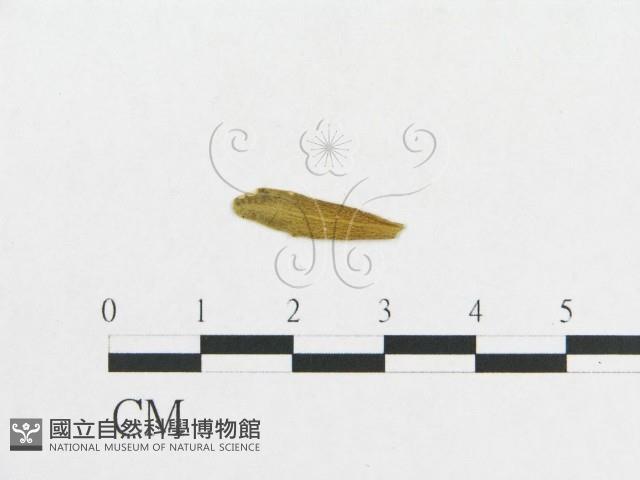 登錄號:F0011628藏品圖，第4張