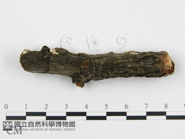 登錄號:F0013628藏品圖，第4張