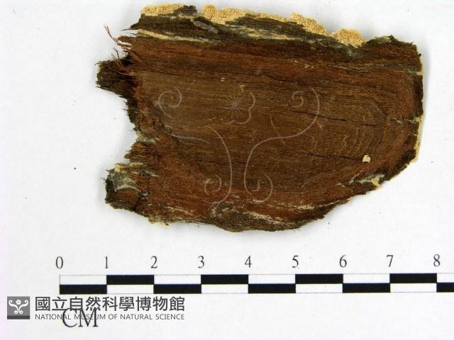登錄號:F0010428藏品圖，第4張