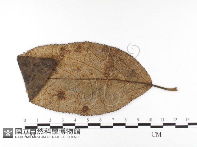 登錄號:F0026428藏品圖，第4張