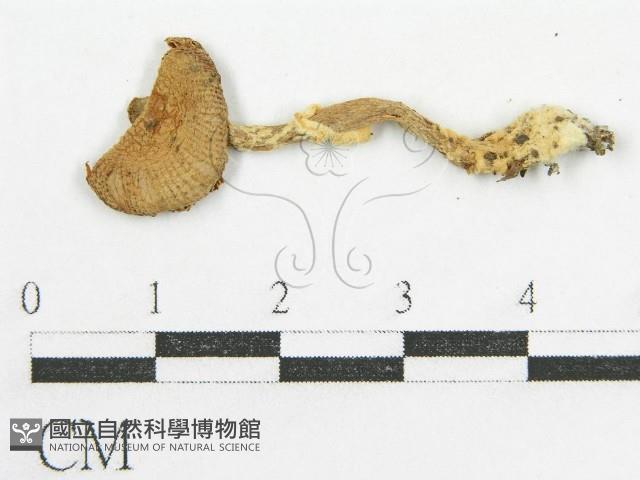 登錄號:F0014428藏品圖，第4張