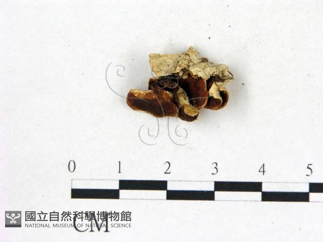 登錄號:F0017428藏品圖，第4張