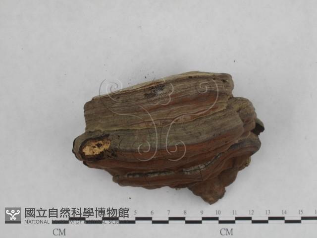 靈芝屬藏品圖，第4張