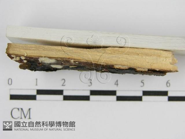 登錄號:F0002728藏品圖，第4張