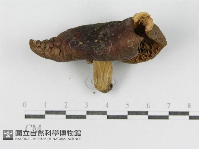 登錄號:F0003728藏品圖，第4張