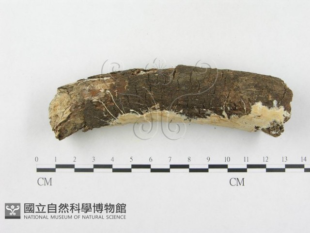 登錄號:F0000128藏品圖，第4張