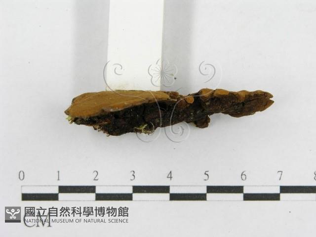 木層孔菌屬藏品圖，第4張