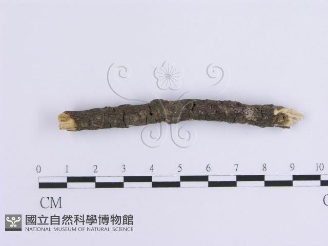 登錄號:F0015128藏品圖，第4張