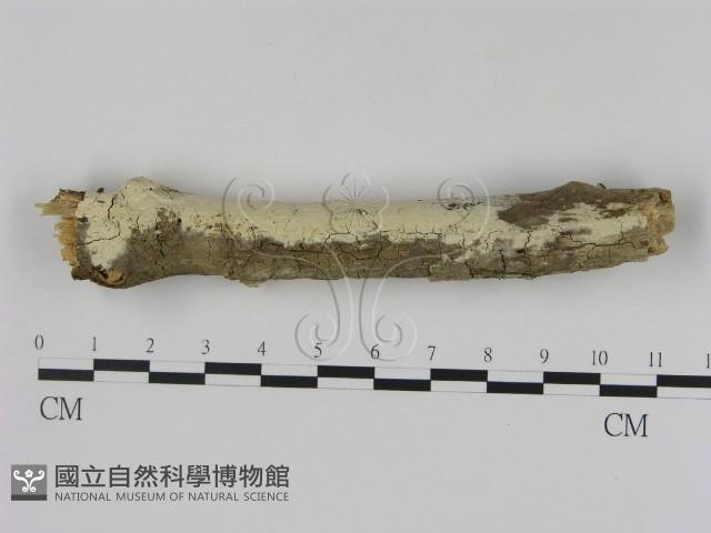 冇骨消絲齒菌藏品圖，第4張