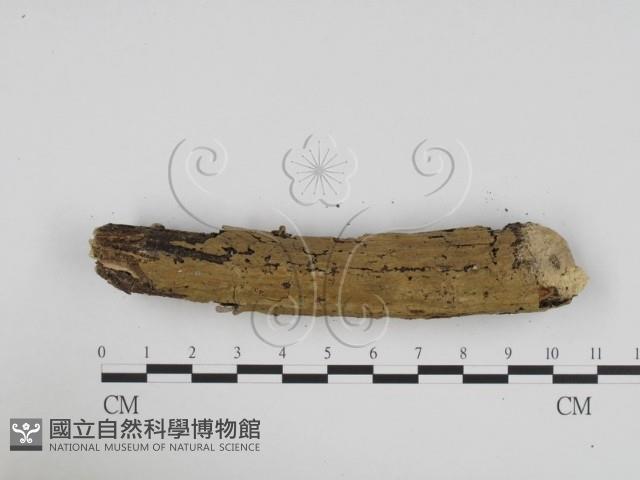 炭角菌屬藏品圖，第4張