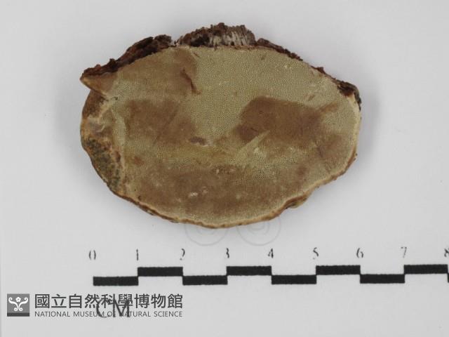 靈芝屬藏品圖，第4張