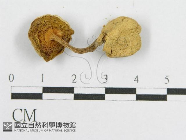 登錄號:F0012328藏品圖，第4張