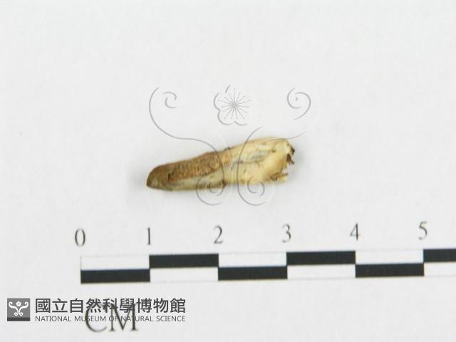 登錄號:F0017328藏品圖，第4張