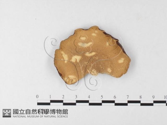 登錄號:F0026208藏品圖，第4張