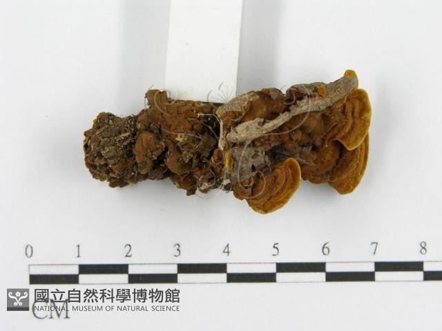 登錄號:F0016208藏品圖，第4張