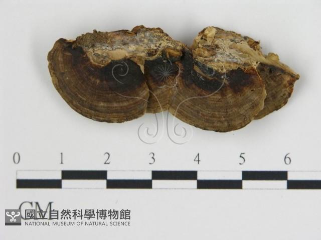 登錄號:F0018808藏品圖，第4張