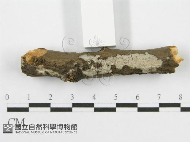 筍殼菌屬藏品圖，第4張