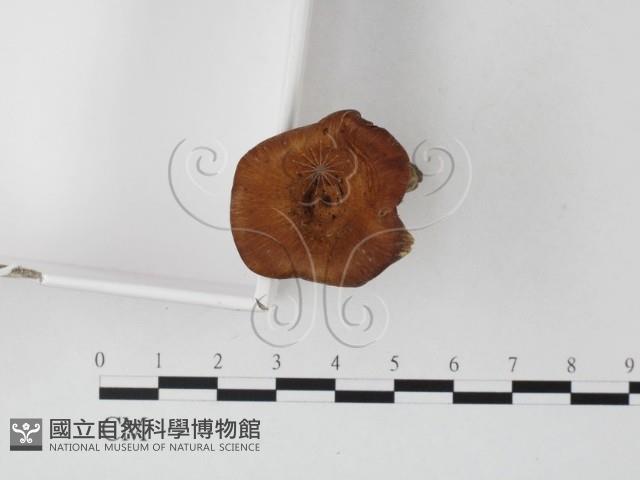 登錄號:F0025808藏品圖，第4張