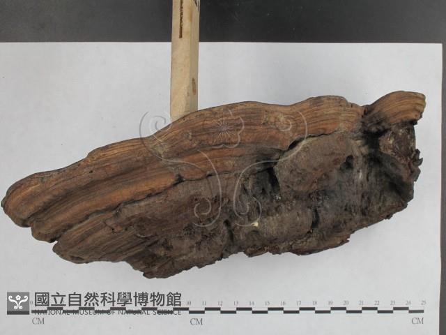 靈芝屬藏品圖，第4張