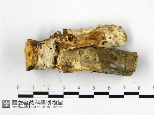 多年臥孔菌屬藏品圖，第4張