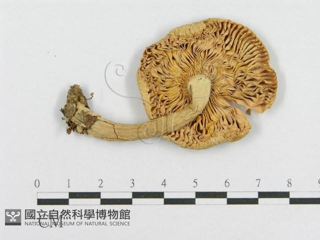 登錄號:F0004908藏品圖，第4張